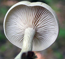 Entoloma abortivum.